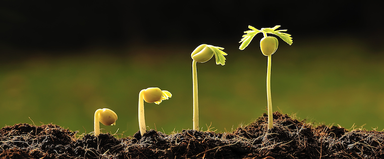 Plant shoot growing