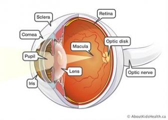 Eye_anatomy.jpg